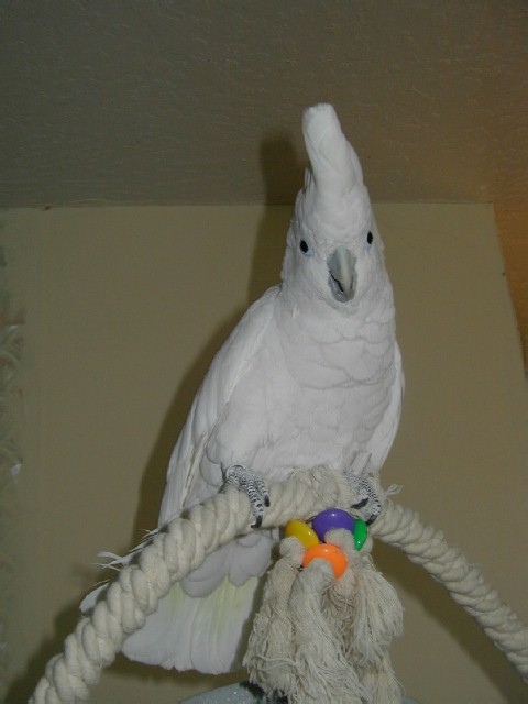 Ducorps Cockatoo