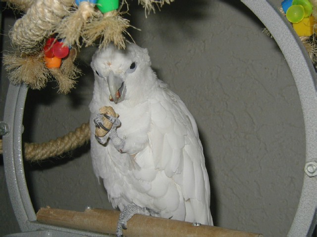 Ducorps Cockatoo